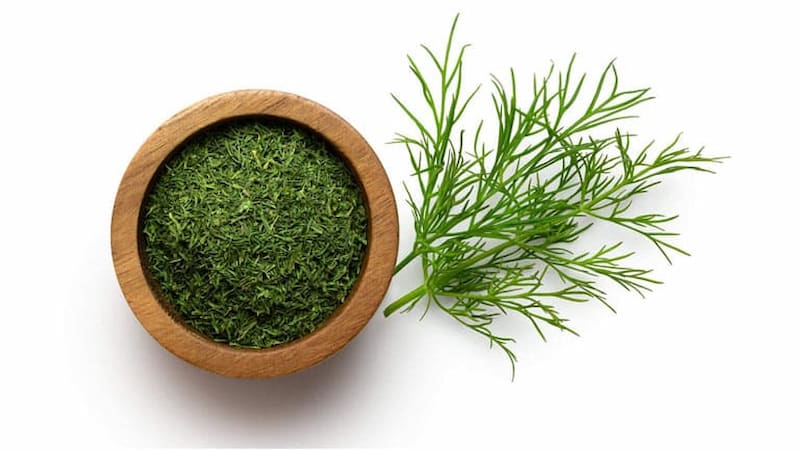 شوید خشک نیشابور با رنگ سبز طبیعی